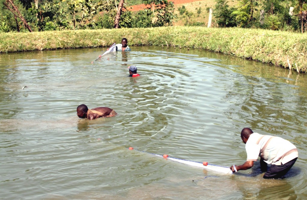Pisciculture au Cameroun