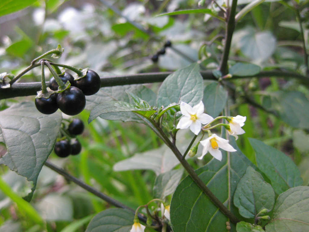 Comment réussir sa pépinière de Morelle Noire (Solanum nigrum)