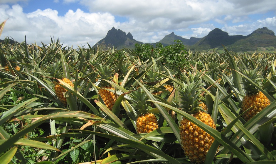 Champ d'ananas - Les nématodes
