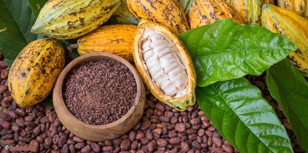 Les opérations post-récoltes du Cacao