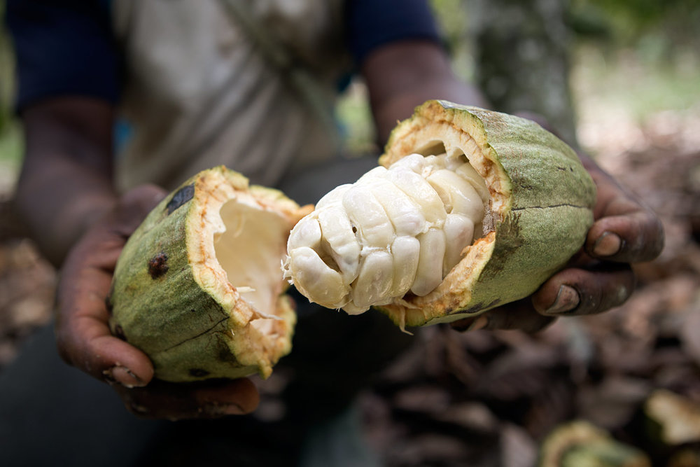 Culture en association - Le cacao