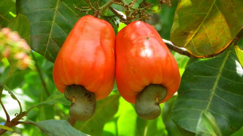 Culture anacarde : Noix de cajou