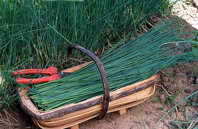 Fiche technique : Culture de la ciboulette