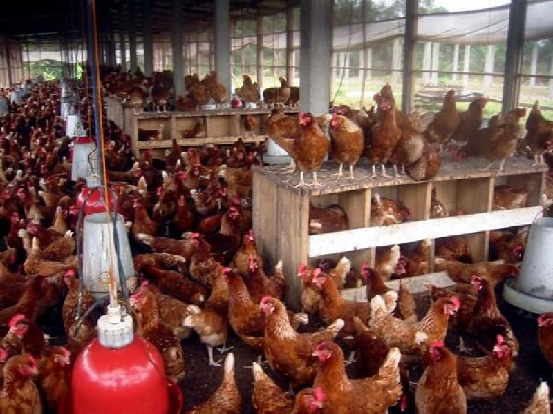 Traitement et Elevage des poules pondeuses