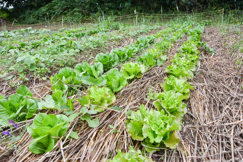 paillage en agriculture