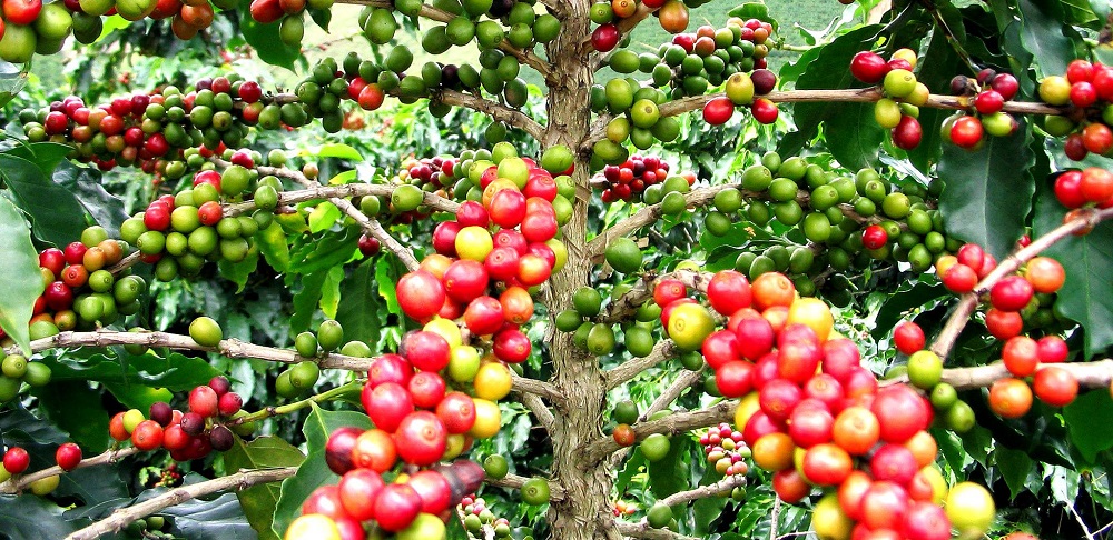 Culture du Café