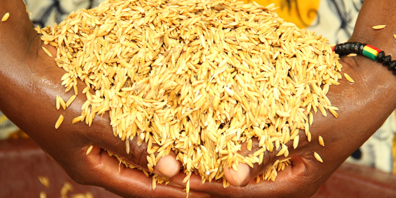 Etuvage du riz