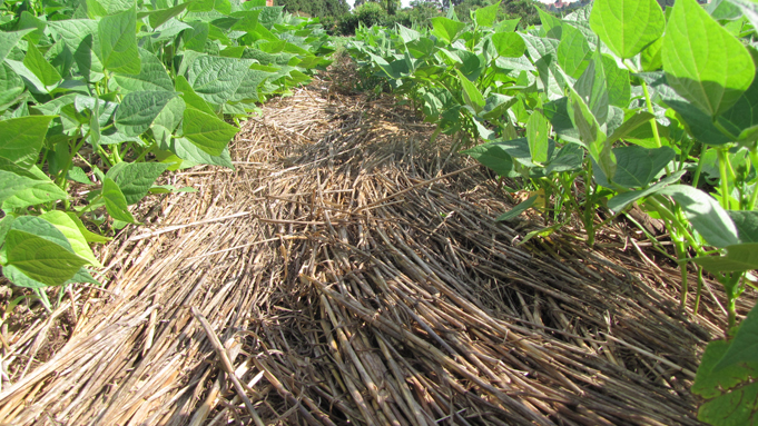 systeme de culture sous couverture vegetale scv