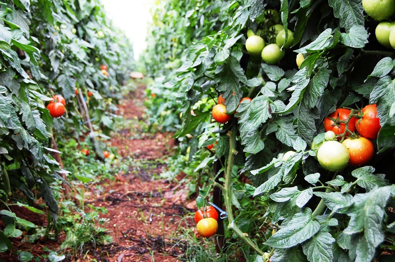 Culture de la tomate