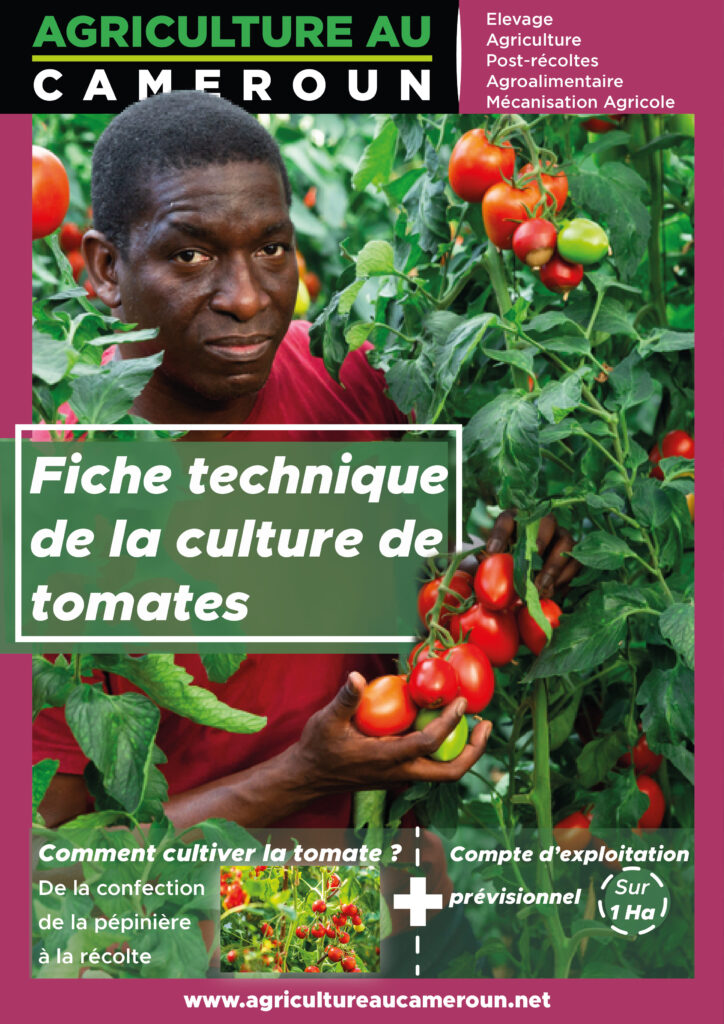 Culture de la tomate de A à Z